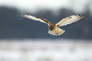 Images Dated 5th December 2010: Short-eared owl (Asio flammeus) in flight, hunting, Worlaby Carr, Lincolnshire, England