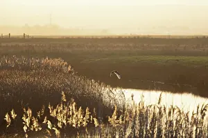 Natural Light Prints: Short-eared owl (Asio flammeus) in flight over marshland pool in winter sunlight