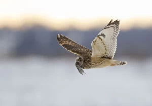 Short-eared owl (Asio flammeus) flying with dead vole held in its beak, Worlaby Carr