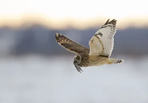 Bogs Prints: Short-eared owl (Asio flammeus) flying with dead vole held in its beak, Worlaby Carr