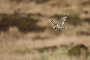 Short-eared owl (Asio flammeus) flying over moorland, North Uist, Western Isles / Outer Hebrides