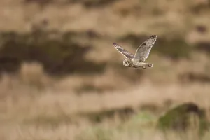 Images Dated 13th May 2011: Short-eared owl (Asio flammeus) flying over moorland, North Uist, Western Isles / Outer Hebrides