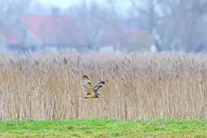 Asio Prints: Short-eared owl (Asio flammeus) flying past reed bed over farmland on a misty evening