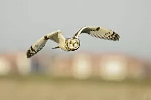 Short-eared owl (Asio flammeus) hunting over farmland, with Burnham-on-Crouch in background