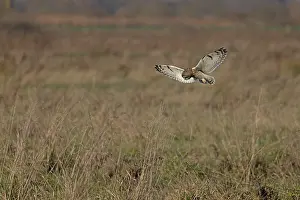 Asio Prints: Short-eared owl (Asio flammeus) hunting over grassland