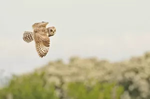 Short-eared owl (Asio flammeus) hunting over machair grassland, North Uist, Outer Hebrides