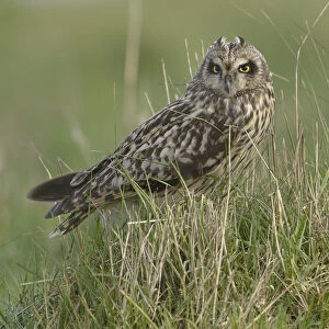 Owls Gallery: Short eared owl (Asio flammeus) in long grass, Breton Marsh, France, January