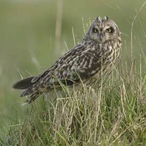 Short eared owl (Asio flammeus) in long grass, Breton Marsh, France, January Short eared owl (Asio flammeus) in long grass, Breton Marsh, France, January