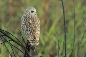 Andres M Dominguez Gallery: Short-eared owl (Asio flammeus) perched, Donana Natural Park, Andalusia, Spain. January