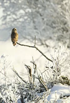 Images Dated 6th December 2010: Short-eared owl (Asio flammeus) perched on a branch, Worlaby Carr, Lincolnshire, England