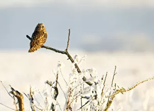 Images Dated 6th December 2010: Short-eared owl (Asio flammeus) perched on a branch, Worlaby Carr, Lincolnshire, England