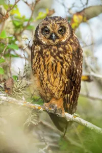 Asio Prints: Short-eared owl (Asio flammeus) perched on branch. Galapagos Islands, Ecuador