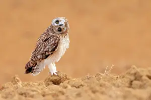 Asio Prints: Short-eared owl (Asio flammeus) perched on fallow land, Valladolid, Spain. August