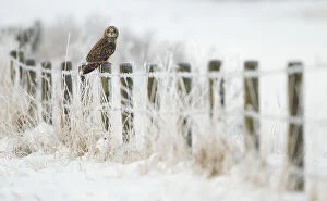 Images Dated 5th December 2010: Short-eared owl (Asio flammeus) perched on a fence post, Worlaby Carr, Lincolnshire