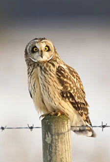 Images Dated 5th December 2010: Short-eared owl (Asio flammeus) perched on a fence post, Worlaby Carr, Lincolnshire