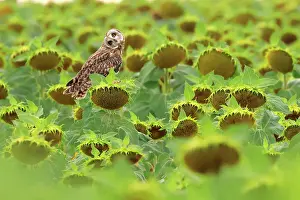 Asterales Prints: Short-eared owl (Asio flammeus) perched in a field of Sunflowers (Helianthus sp)
