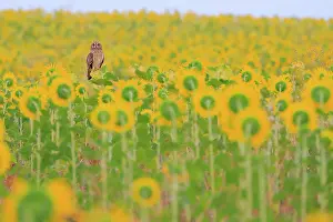Asterales Prints: Short-eared owl (Asio flammeus) perched in a field of Sunflowers (Helianthus sp)