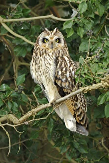Images Dated 13th December 2011: Short eared owl (Asio flammeus) perched in ivy, hunting, Essex, UK, January
