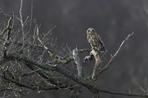 Asio Prints: Short-eared owl (Asio flammeus) perched in tree, Winterton, Norfolk, England, UK. January