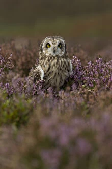 Short eared owl (Asio flammeus) portrait in purple heather, England, UK, October