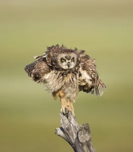 Asio Prints: Short-eared Owl (Asio flammeus) shaking after preening while perched on fencepost