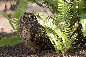 Galapagos Prints: Short eared owl (Asio flammeus) standing alert on the ground, Galapagos Islands