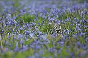 Asparagaceae Prints: Short-eared owl (Asio flammeus) standing in field of Bluebells (Hyacinthoides non-scripta)
