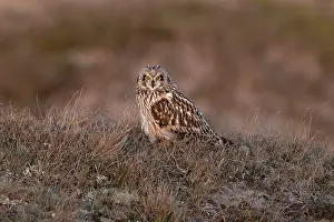 Asio Prints: Short-eared owl (Asio flammeus) standing on the ground, Winterton, Norfolk, UK. February
