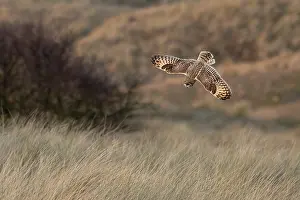 Asio Prints: Short-eared owl (Asio flammeus) swooping down