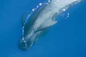 Images Dated 22nd June 2009: Short finned pilot whale (Globicephala macrorhynchus) with air bubble trail, Pico