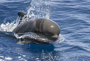 Images Dated 12th July 2009: Short-finned pilot whale (Globicephala macrorhynchus) surfacing, South Tenerife, Canary Islands