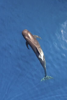 2019 April Highlights Gallery: Short-finned pilot whale (Globicephala macrorhynchus) aerial view, Baja California