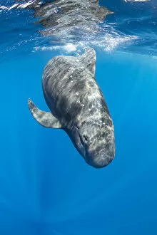 Short-finned pilot whale (Globicephala macrorhynchus) swimming below surface