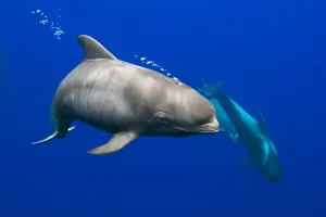 Short-finned pilot whale (Globicephala macrorhynchus) calf with fetal lines characteristic