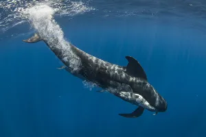 Short-finned pilot whale (Globicephala macrorhynchus) female carrying dead calf