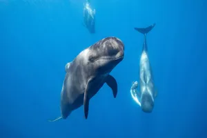 Short-finned pilot whale (Globicephala macrorhynchus) male escort with female carrying