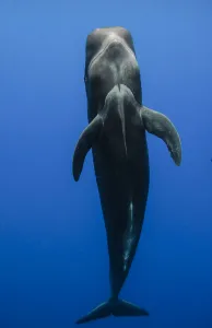 Short-finned pilot whale (Globicephala macrorhynchus) showing underside whilst vertical underwater