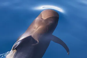 Short finned pilot whale (Globicephala macrorhynchus) about to surface, Baja California