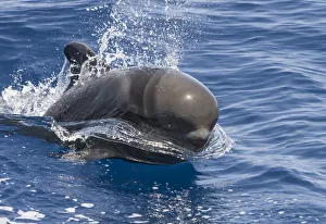 Short-finned pilot whale (Globicephala macrorhynchus) surfacing, South Tenerife, Canary Islands