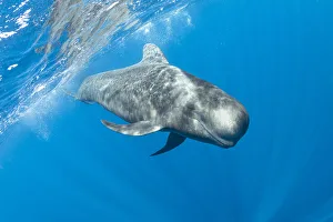 Short-finned pilot whale (Globicephala macrorhynchus) swimming below surface
