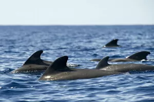 Images Dated 22nd June 2009: Short finned pilot whales (Globicephala macrorhynchus) surfacing, Pico, Azores, Portugal