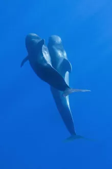Two Short-finned pilot whales (Globicephala macrorhynchus) Pico, Azores, Portugal