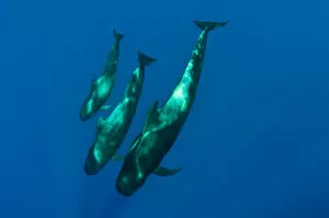 Images Dated 28th May 2009: Three Short finned pilot whales (Globicephala macrorhynchus) Canary Islands, Spain
