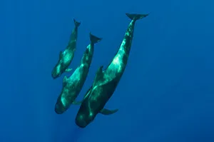 Three Short finned pilot whales (Globicephala macrorhynchus) Canary Islands, Spain