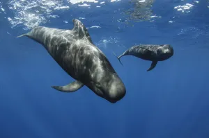 Short-finned pilot whales (Globicephala macrorhynchus) two just below surface, Los Gigantes