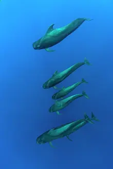 Delphinidae Prints: Short-finned pilot whales (Globicephala macrorhynchus) pod swimming underwater