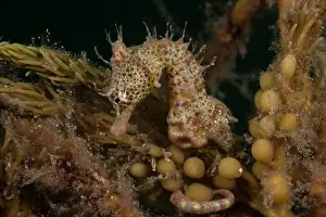 South Australia Prints: Short-headed seahorse (Hippocampus breviceps) camouflaged among seaweed