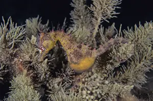 South Australia Prints: Short-headed seahorse (Hippocampus breviceps) with two parasitic isopods clinging to its head