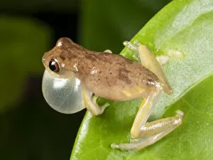Images Dated 23rd July 2020: Short-headed treefrog (Dendropsophus brevifrons) calling with inflated vocal sac