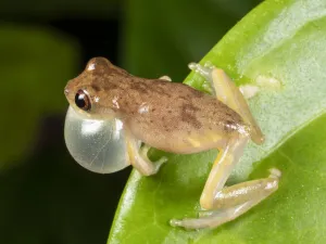 Short-headed treefrog (Dendropsophus brevifrons) calling with inflated vocal sac